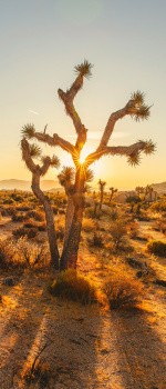 Joshua Tree, Californie