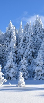 Sapins enneigés, Québec