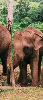 Chiang Mai, Thaïlande