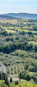 Vignes Sienne, Italie