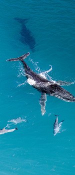 Baleines à bosse, Polynésie