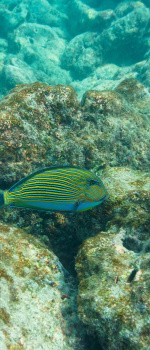 Poissons tropicaux