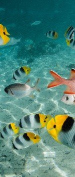 Poissons tropicaux, Polynésie française