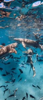 Requins, Polynésie