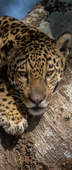 Jaguar du Pantanal, Brésil