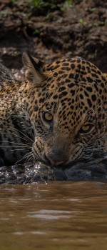 Jaguar, Pantanal
