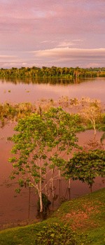 Amazonie, Brésil
