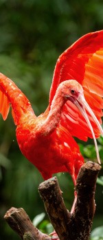 Ibis, Brésil