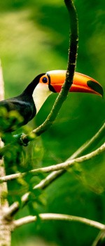 Toucan, Amazonie