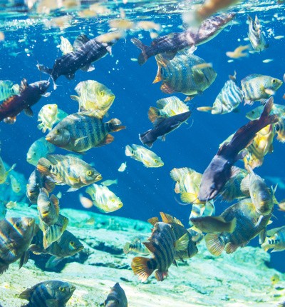 Plongée sous-marine