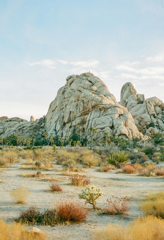 Joshua Tree, USA