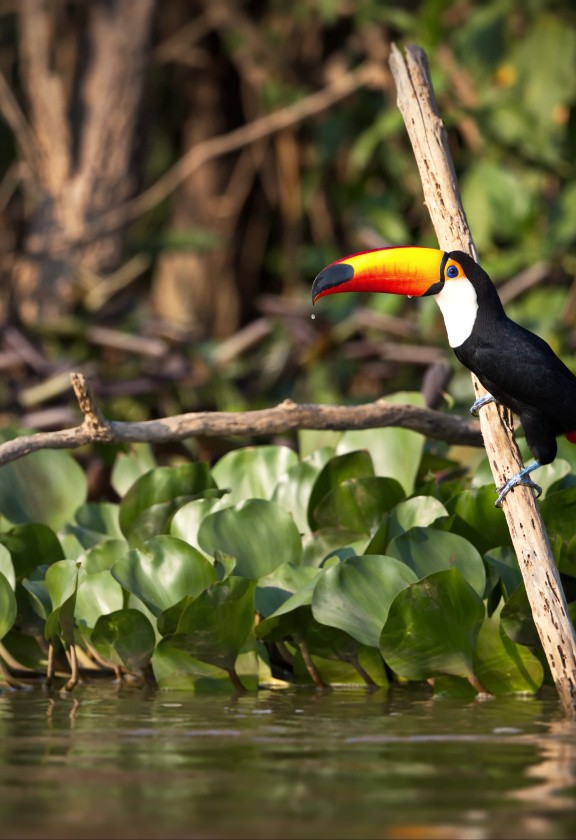 Toucan, Pantanal
