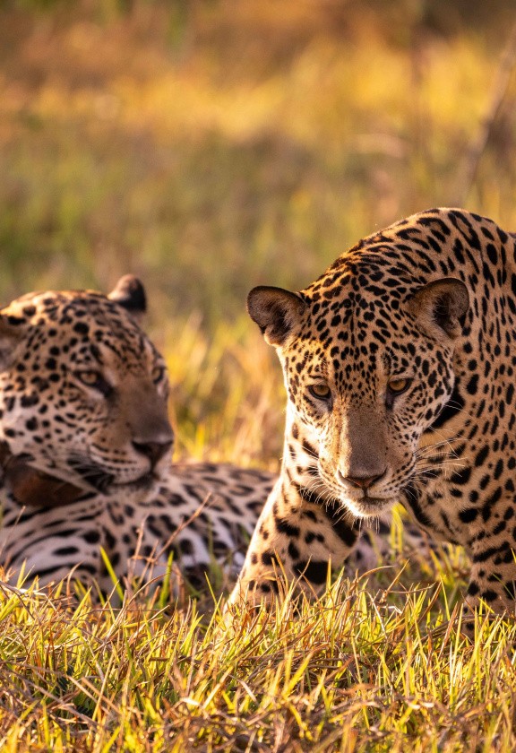 Jaguars, Pantanal