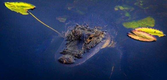 Everglades, USA