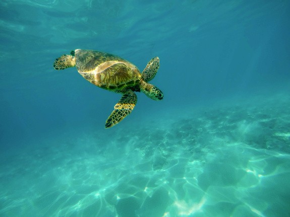 Tortue, Hawaii, USA