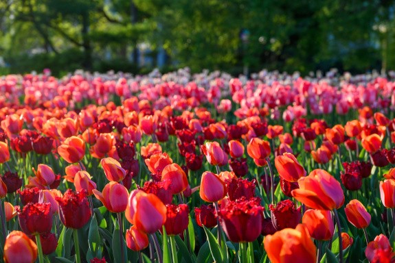Tulipes, Canada