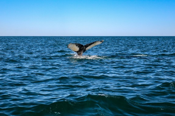 Baleine, Canada