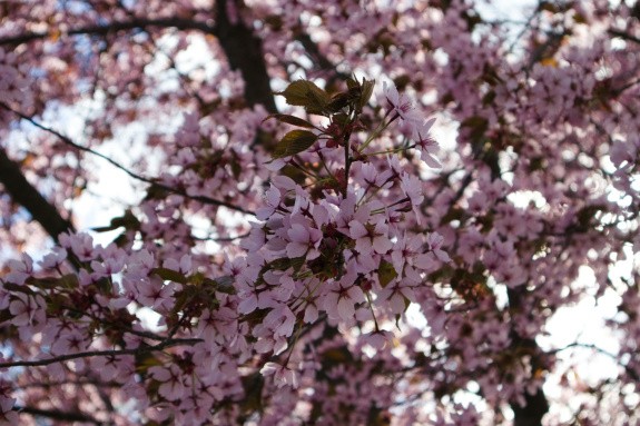 Cerisiers en fleurs, Corée du Sud