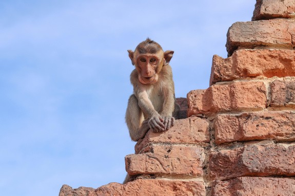 Lopburi, Thaïlande