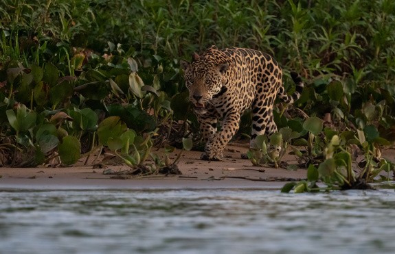 Jaguar, Pantanal