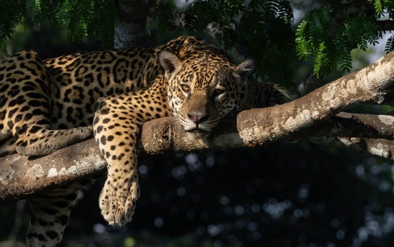 Pantanal, Brésil
