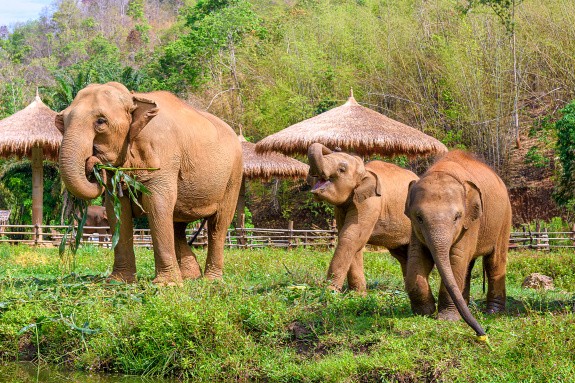 Éléphants, Chiang Mai