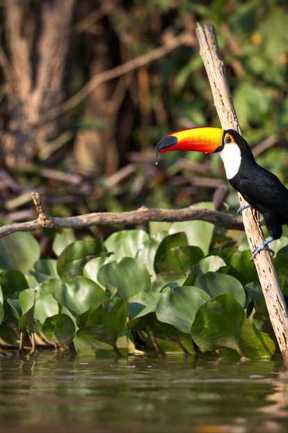 Toucan, Pantanal