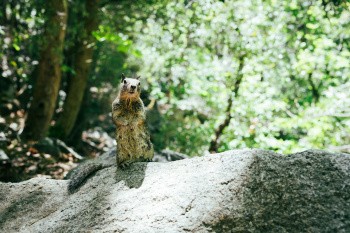Marmotte à Yosemite, USA