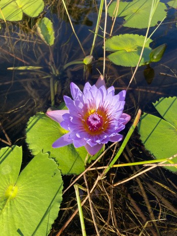 Nénuphar, Floride