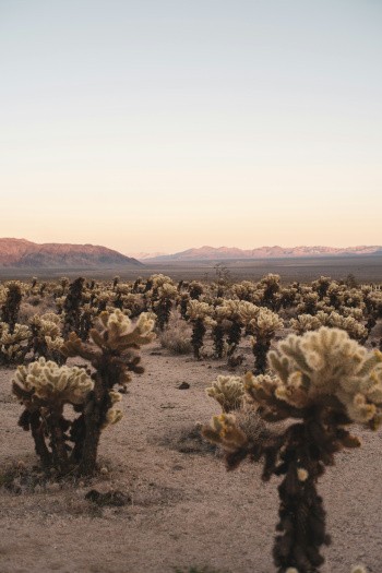 Joshua Tree, USA