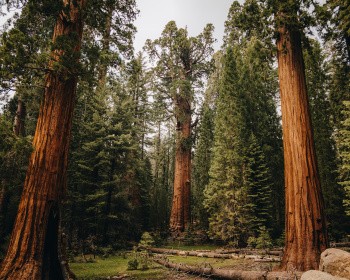 Sequoia National Park, USA