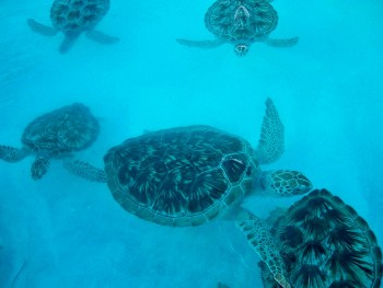 Tortues, Yucatán