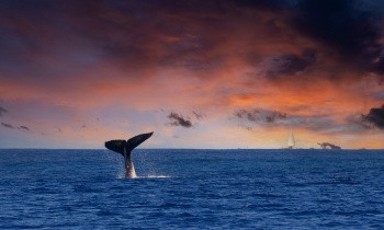 Baleine, Polynésie française