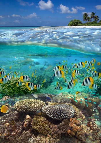Poissons colorés, Polynésie française