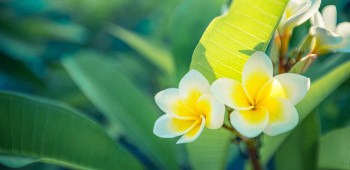 Fleur plumeria, Tahiti