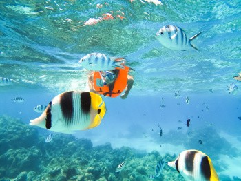 Poissons tropicaux,  Polynésie française