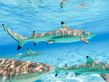 Requins, Polynésie française
