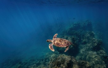 Tortue, Polynésie française