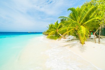 Plage palmiers, Polynésie