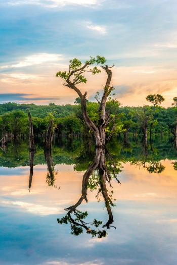 Arbre d'Amazonie