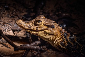 Caïman, Amazonie