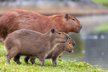 Capybaras, Brésil