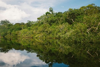 Forêt amazonienne, Brésil
