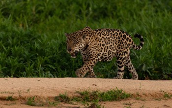 Jaguar, Brésil