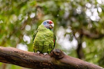 Oiseau du Pantanal