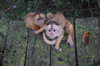 Singes écureuils, Amazonie