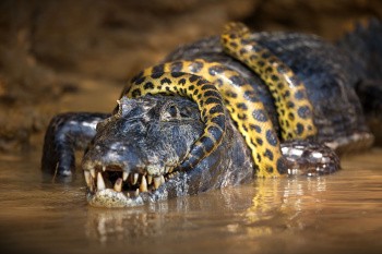 Alligator, Pantanal