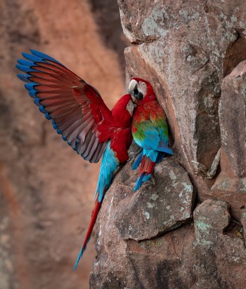 Ara, Pantanal