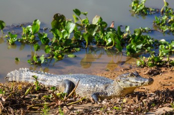 Caiman, Pantanal